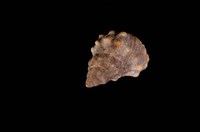 藏品(顆粒玉黍螺)的圖片